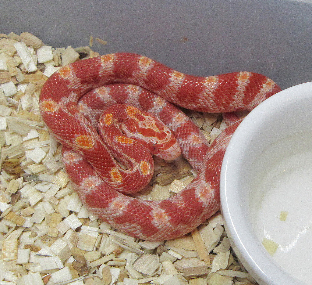 Corn Snake Hatchling Identification Help - Corn Snakes - MorphMarket ...