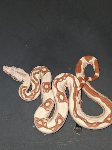 21366