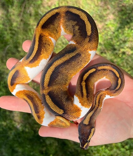 Screenshot From 2025-12-05 17-04-52