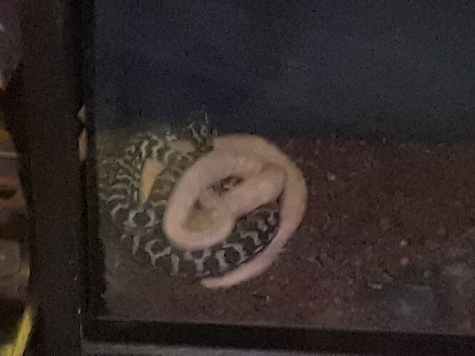 snake hug