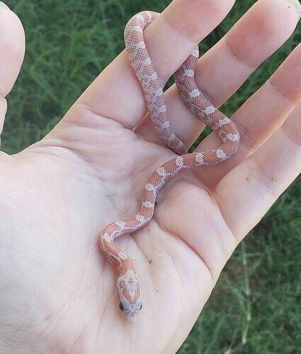 peachy orange baby corn snake on hand