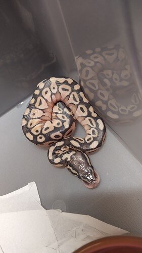 IMG_20210819_161719_1