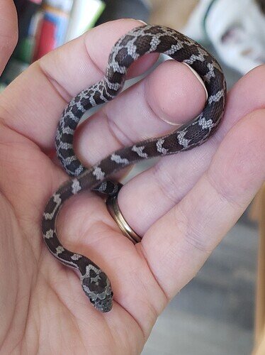 gray baby corn snake on hand