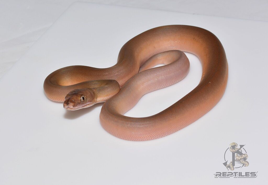 Baby retics first shed! - Reticulated Pythons - MorphMarket Reptile ...