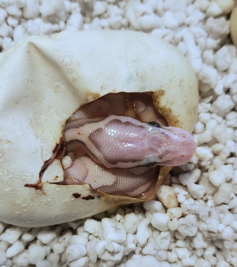 Its time for babies! - Ball Pythons - MorphMarket Reptile Community