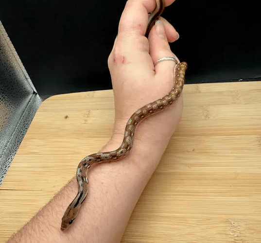 Screenshot 2025-12-01 123113