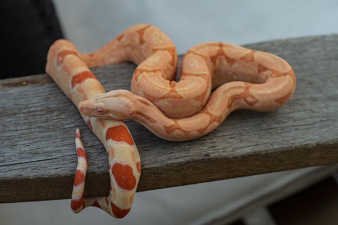 HoldBack RCKahlJungle-2