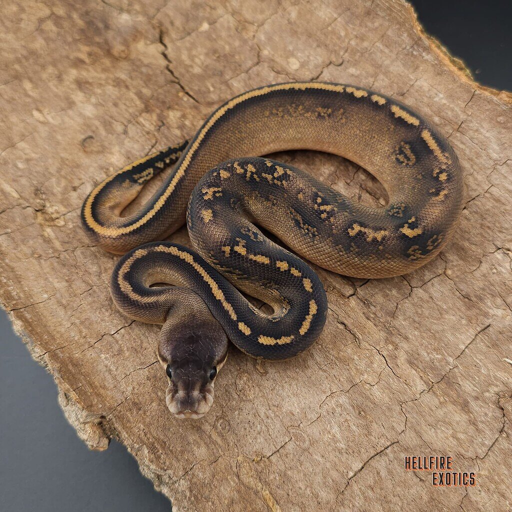Sweet looking Ball Python for World Snake Day! - Ball Pythons ...