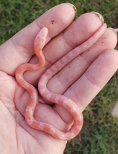 pink and orange baby corn snake on hand383x499