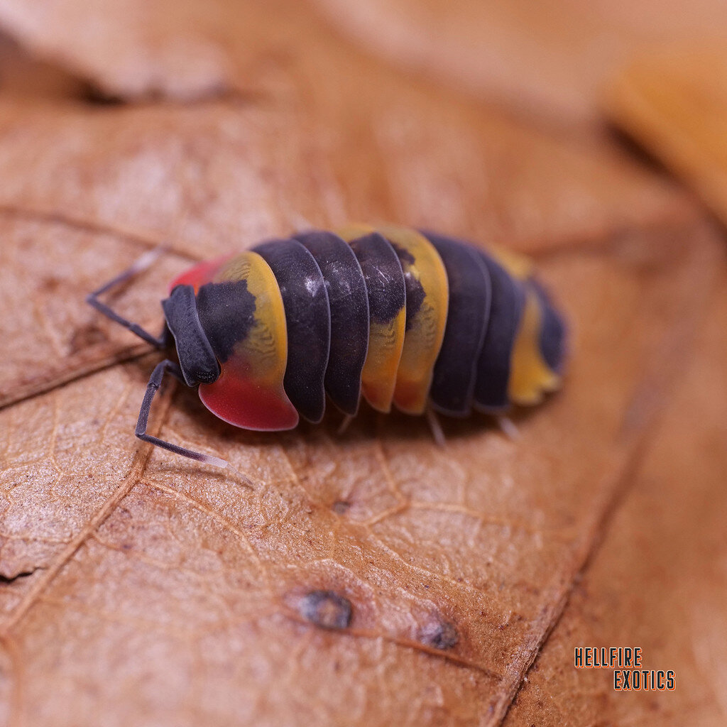 Living Art (Merulanella sp. Tricolor) - Isopods - MorphMarket Reptile