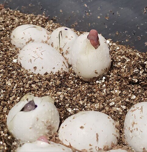 pinkish baby corn snake nose emerging from egg