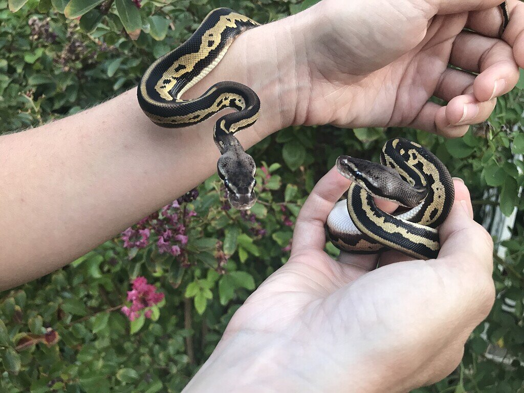 Twin Ball Python Questions Ball Pythons MorphMarket Reptile Community