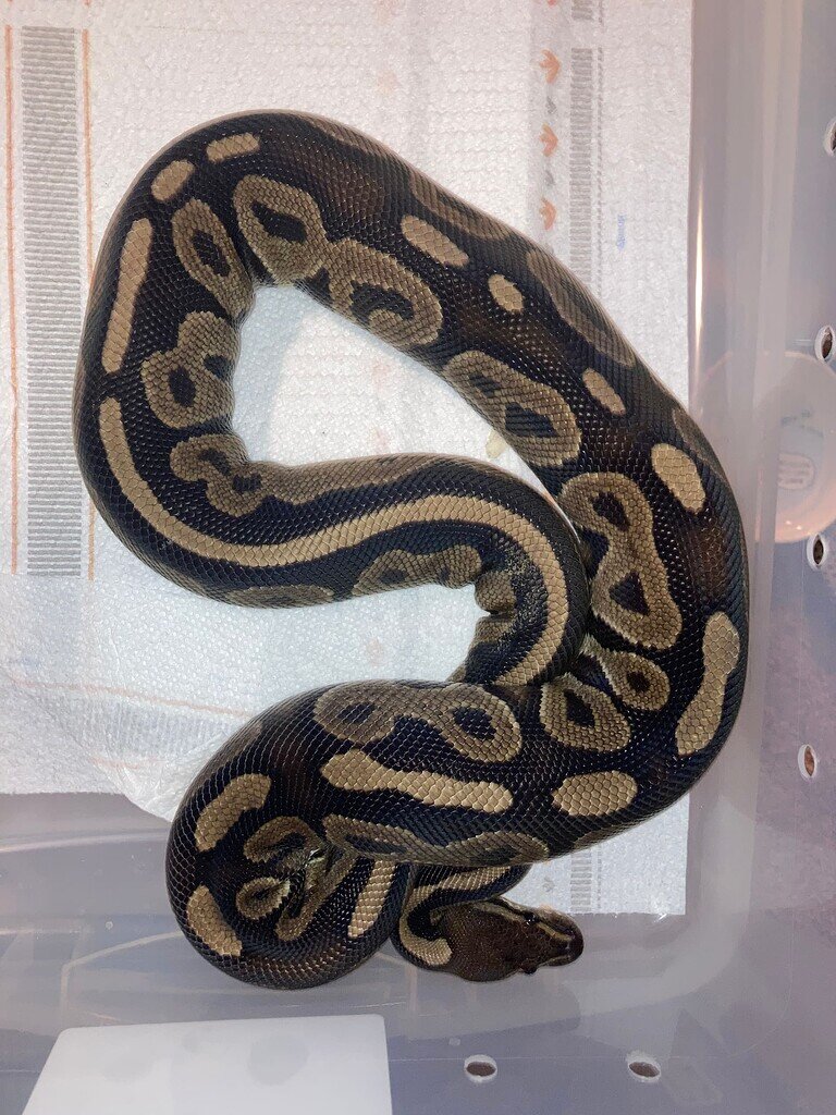 What other gene is at play here - Ball Pythons - MorphMarket Reptile ...