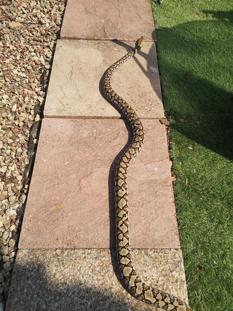 Reticulated python identification - Reticulated Pythons - MorphMarket ...