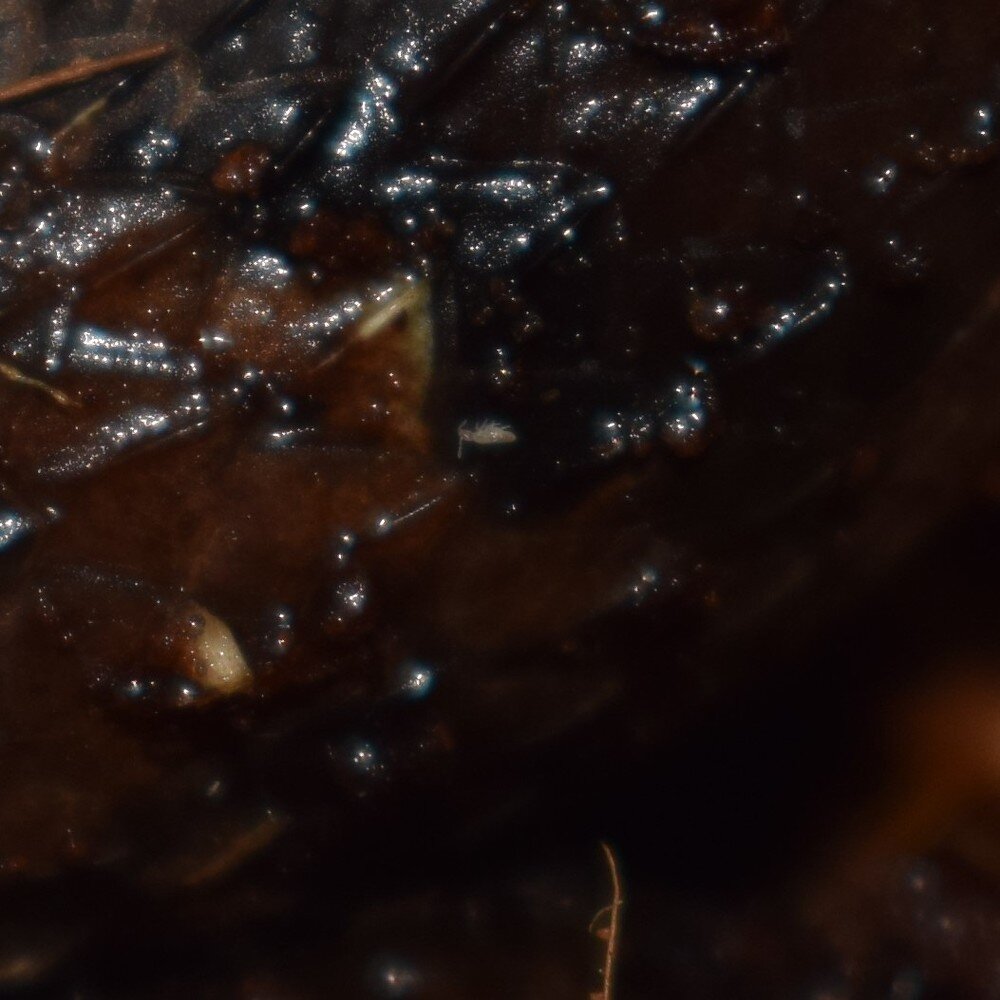Are these Wood Mites? Boa Constrictors MorphMarket Reptile Community