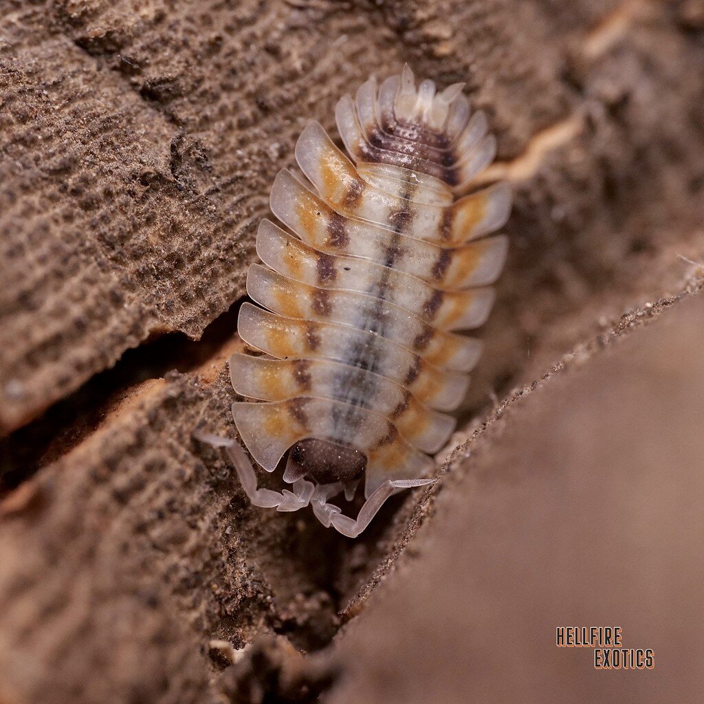 Porcellio Werneri SB Isopods MorphMarket Reptile Community