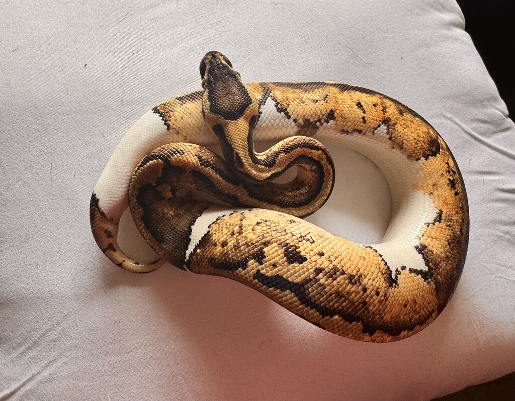 Help identifying piebald juveniles - Ball Pythons - MorphMarket Reptile ...