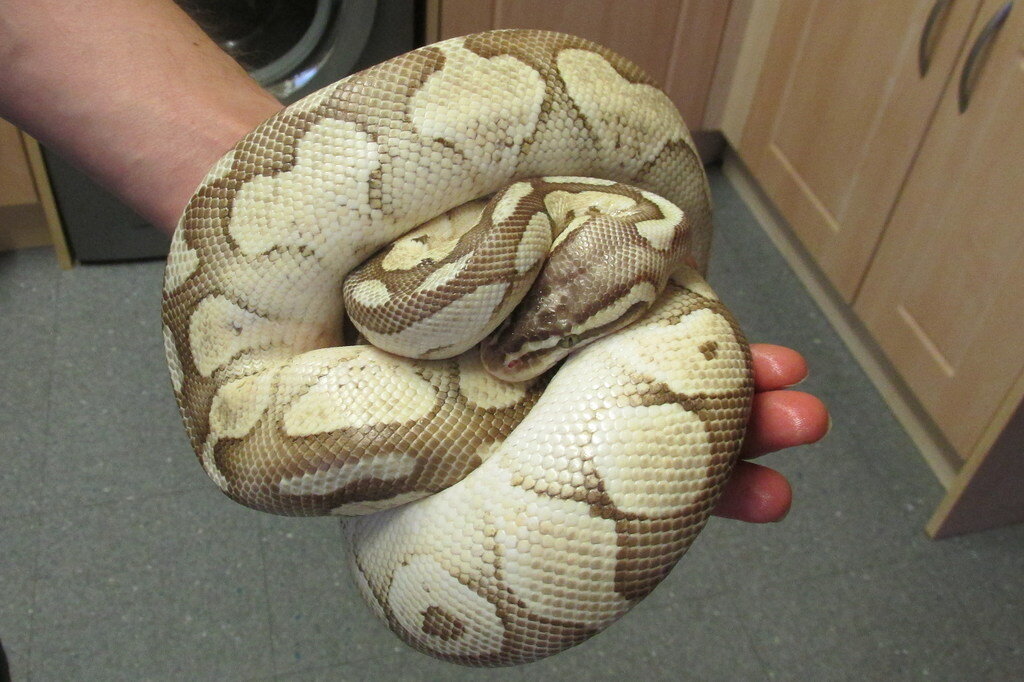 Olive oil on snakes? is it OK in small amounts? - Ball Pythons ...