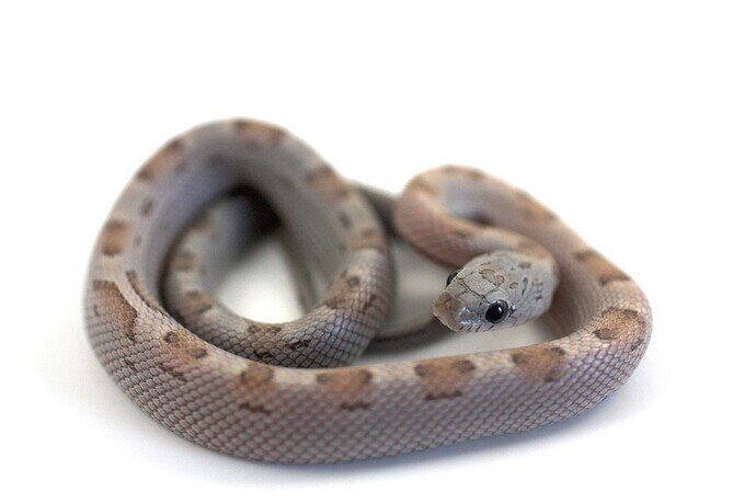 yellow and gray baby corn snake
