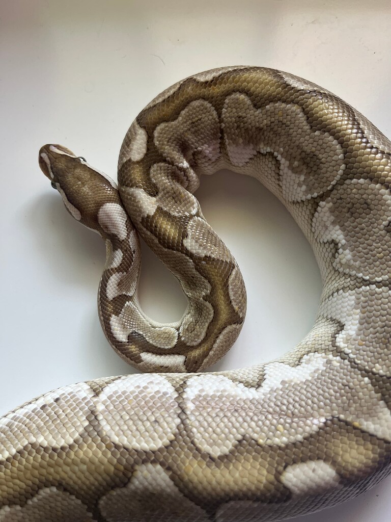 Bamboo Maybe? - Ball Pythons - MorphMarket Reptile Community