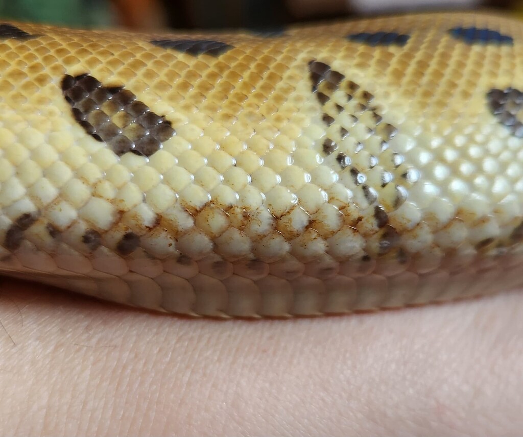 First time owner - is this scale rot? - Ball Pythons - MorphMarket ...