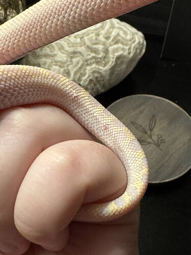 Scales got stuck & pulled_.HEIC