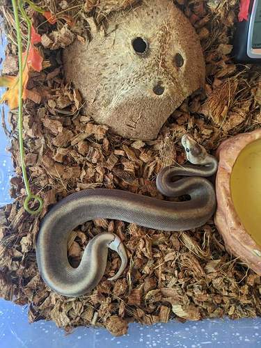 FB_IMG_1618277224961