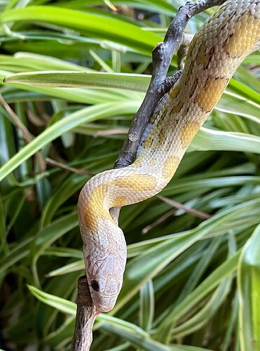 IMG_6420