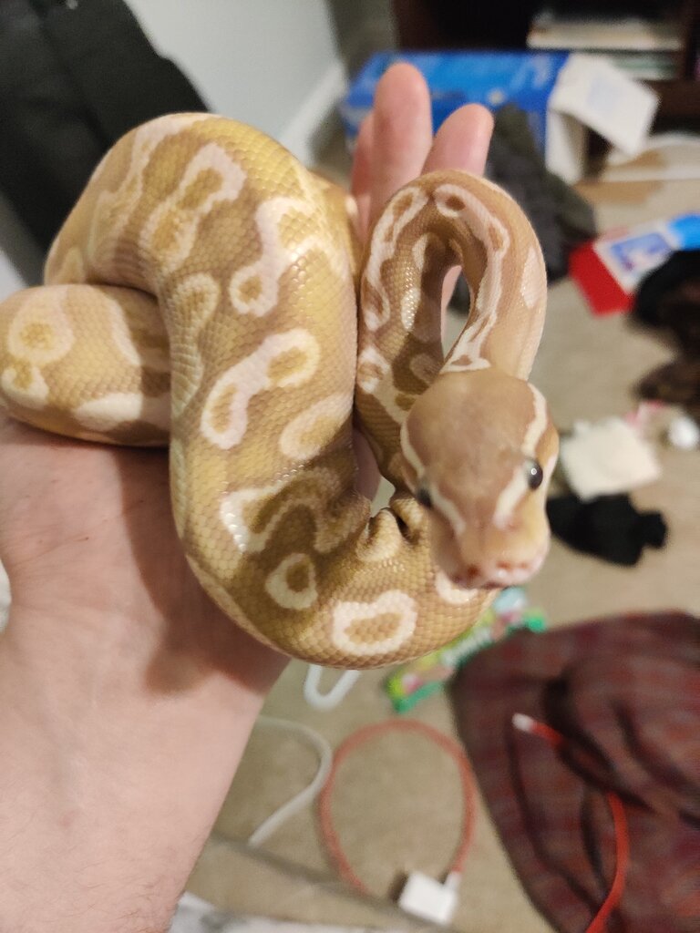 Possibly sick male ball python update! - Ball Pythons - MorphMarket ...