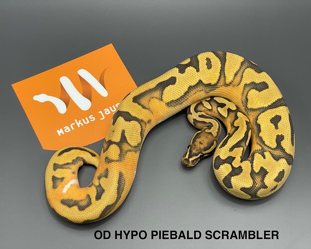 od-hypo-piebald-scrambler