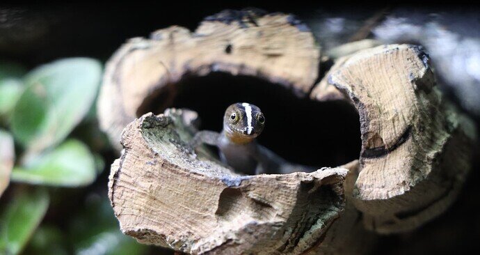 gonatodes_vittatus_IMG_2985crop