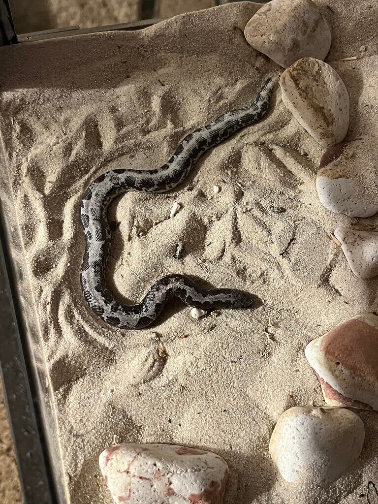 Show Off Your Sand Boas - Sand Boas - MorphMarket Reptile Community