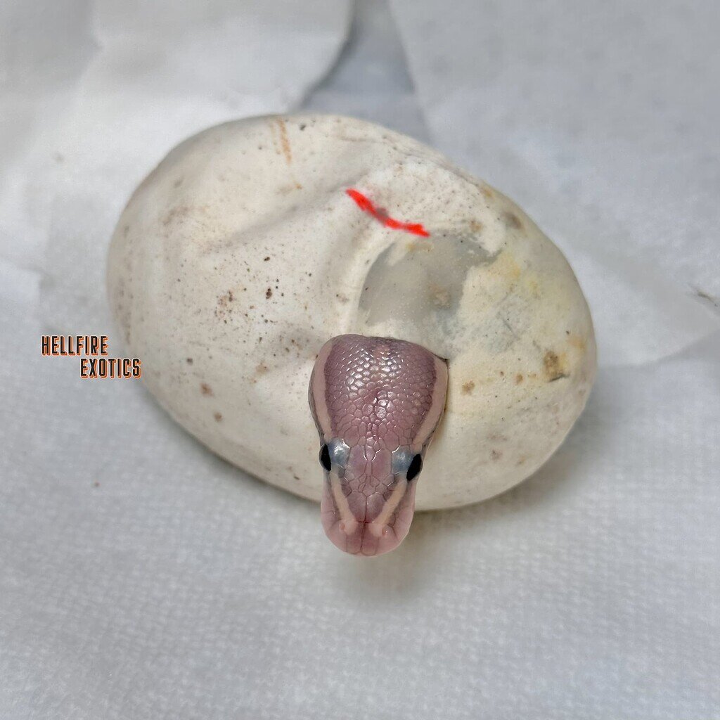 Peek-a-boo 😆 - Ball Pythons - MorphMarket Reptile Community