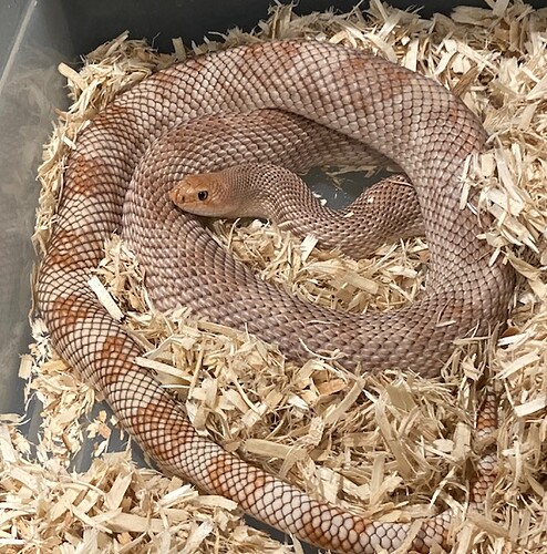 Pine FL Calhoun Co Male