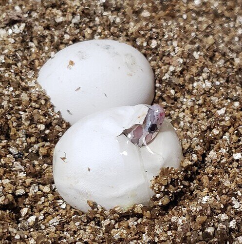 two corn snake eggs with a lavender nose poking out of one