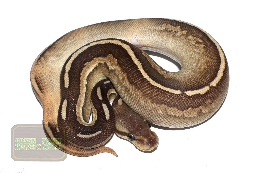 Het Pied Influence on Cinnamon/Mojave Combos - Ball Pythons ...