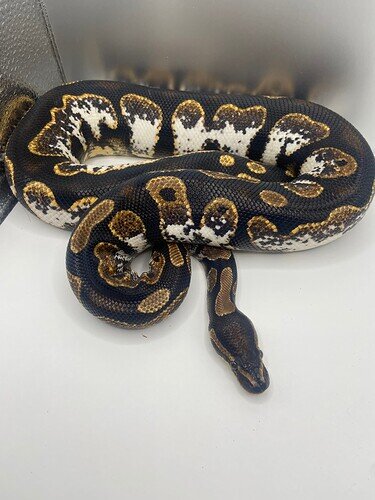 Photoshoot Of Some Cuties - Ball Pythons - Morphmarket Reptile Community