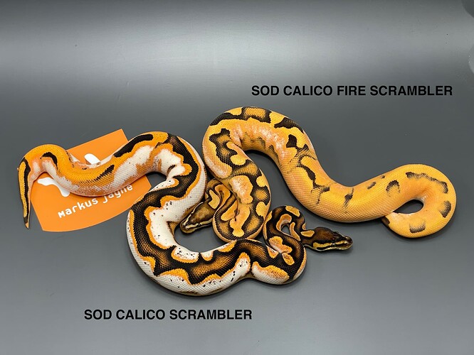 sod-calico scrambler-vs-sod calico fire scrambler
