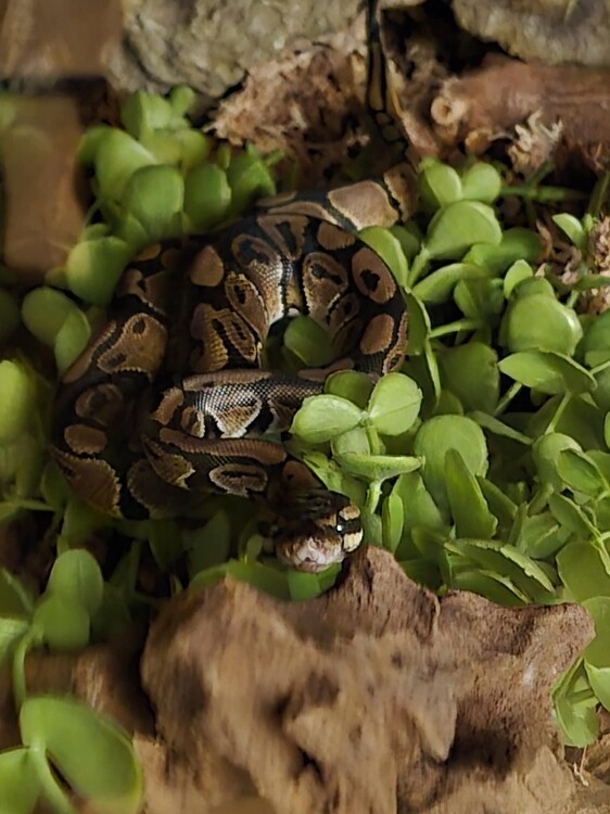 Tips to lower stress of a ball python - All Reptiles - MorphMarket ...