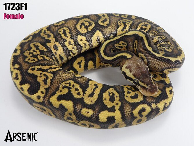 Arsenic Ball Python by J-Royals Reptiles