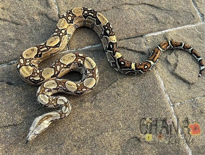 Screenshot_20250604_015829_Instagram