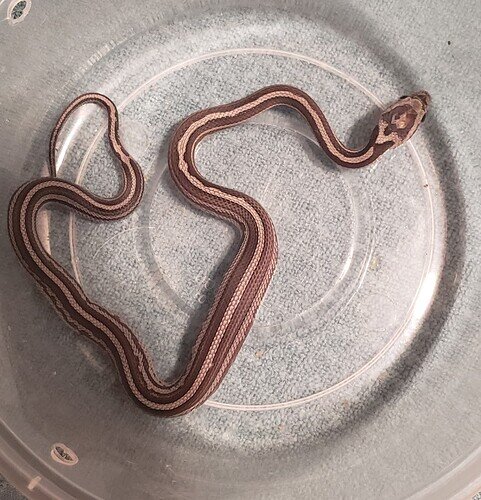 gray striped baby corn snake with lump in belly
