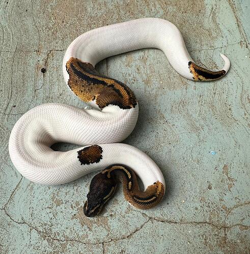 Hurricane Genesis Pied