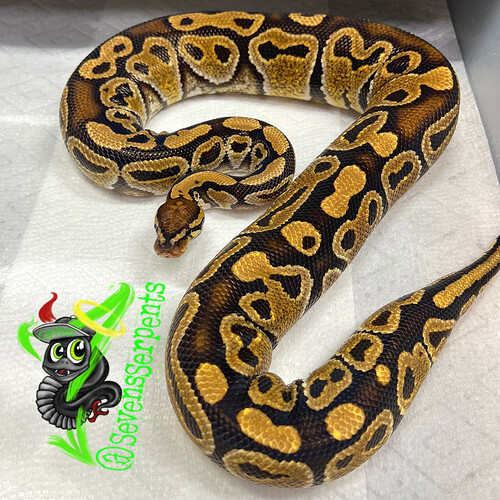 Typhoon het hypo produced by Sevens Serpents.