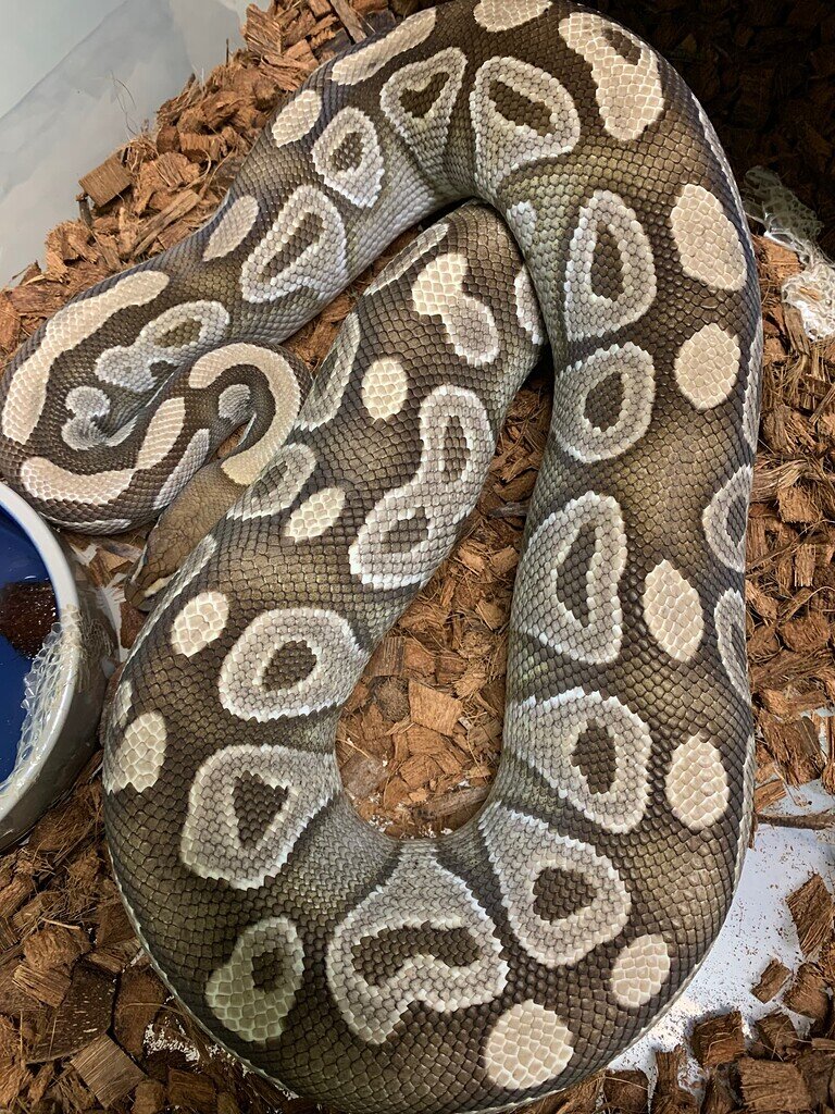 I’d help on Ball Python - Ball Pythons - MorphMarket Reptile Community