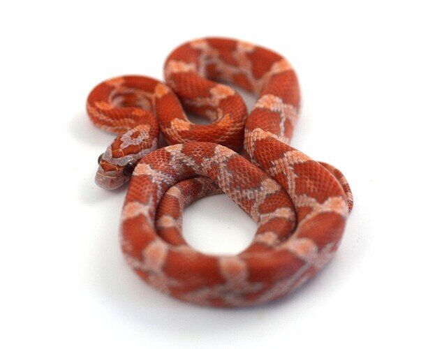 red baby corn snake