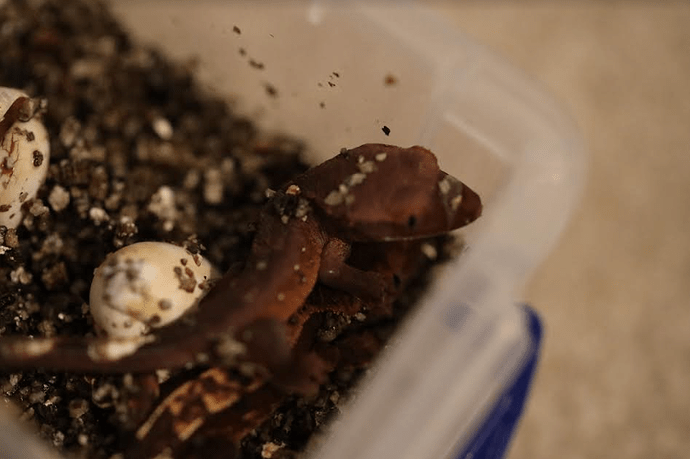 Screenshot 2022-06-05 7.17.15 PM