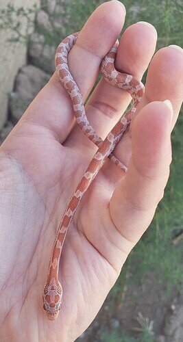 pale orange baby corn snake on hand