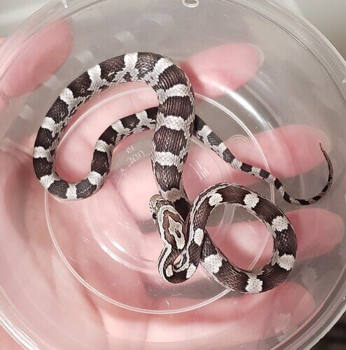 black and white baby corn snake with large bulge in belly|