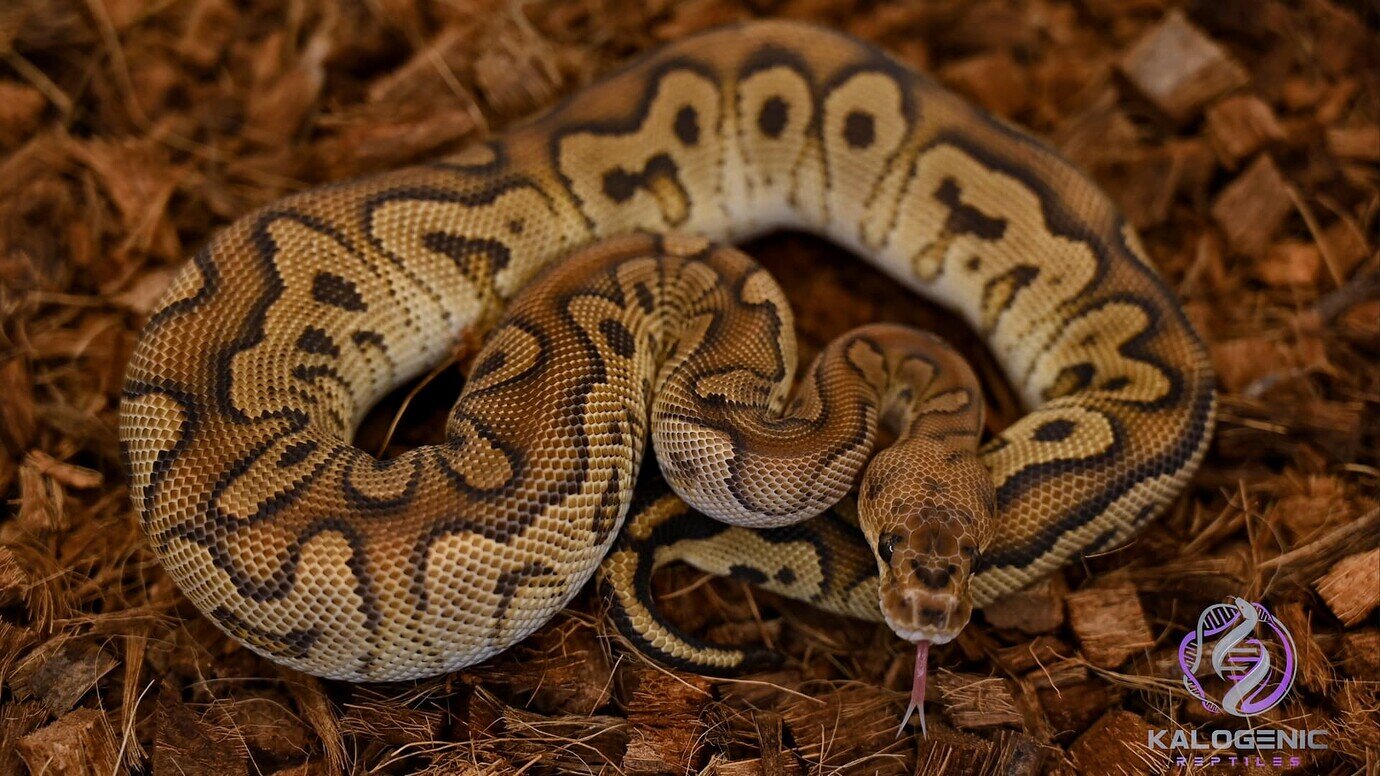 ♂️ Cypress Red Stripe Clown 🤠 - Ball Pythons - MorphMarket Reptile ...